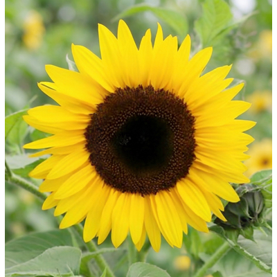 Подсолнечник