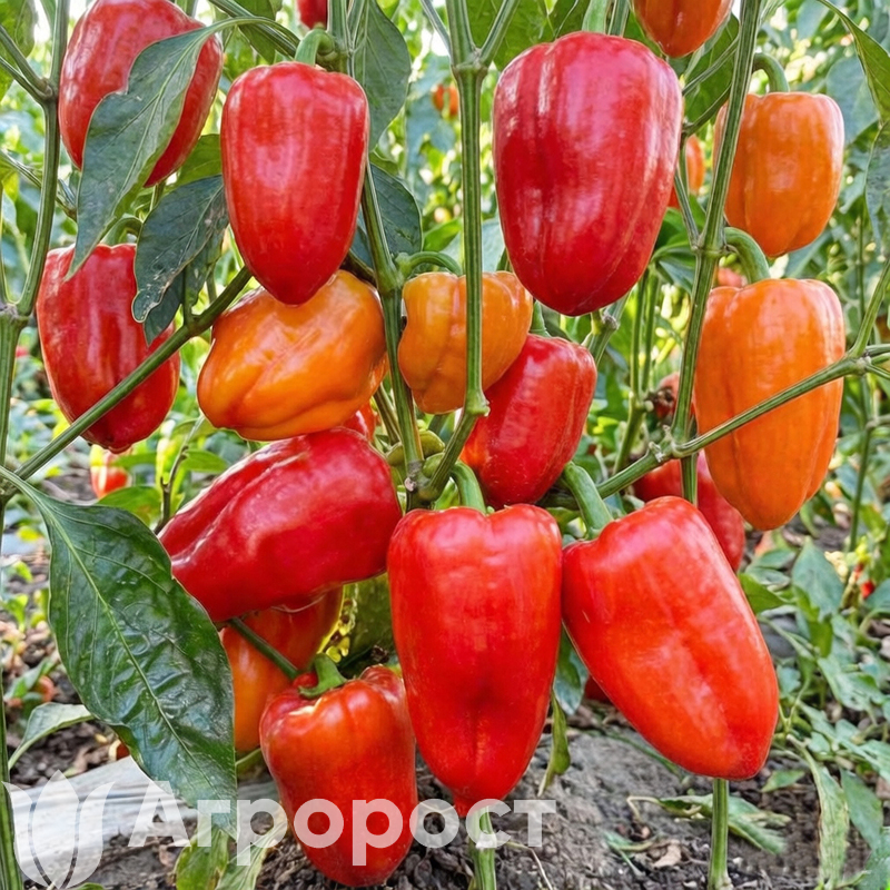 Перец сладкий Ростовский Юбилейный