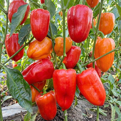 Перец сладкий Ростовский Юбилейный