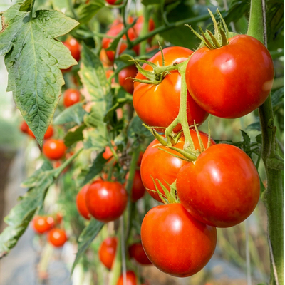 Томат Джина