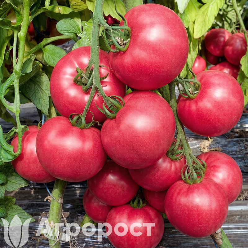 Томат Роузи