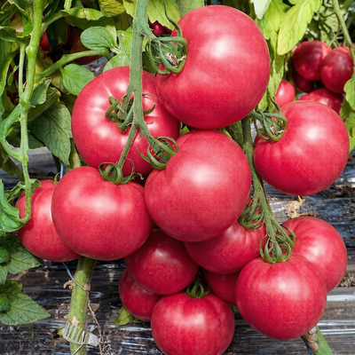 Томат Роузи