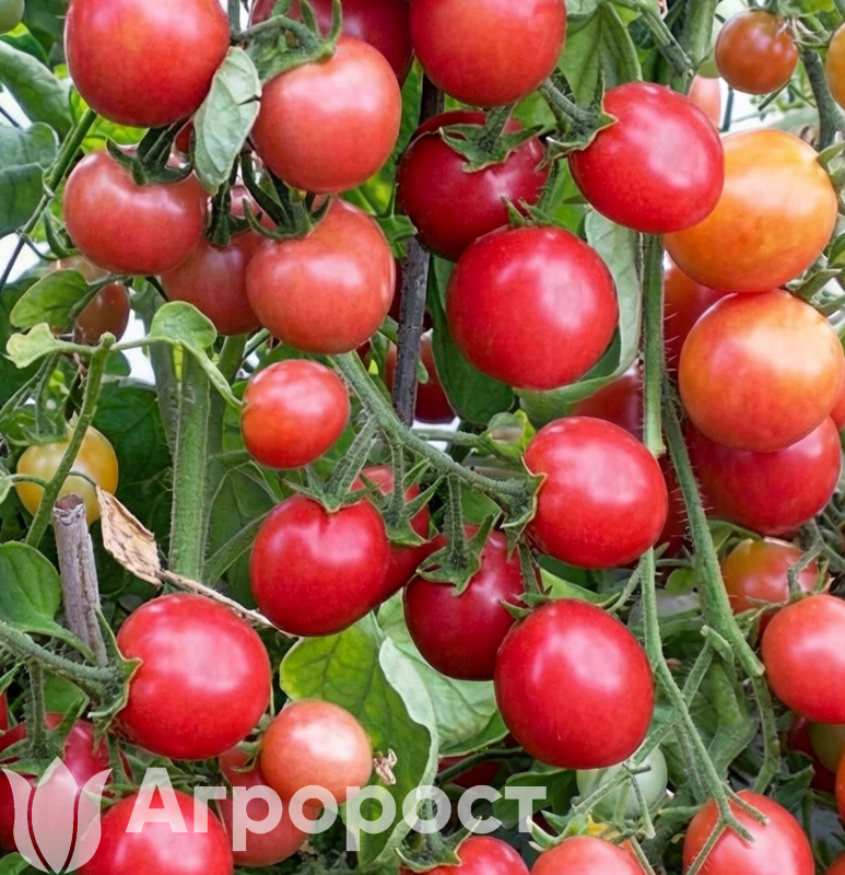 Томат черри Розовый