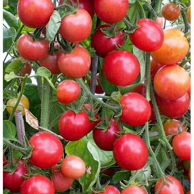 Томат черри Розовый