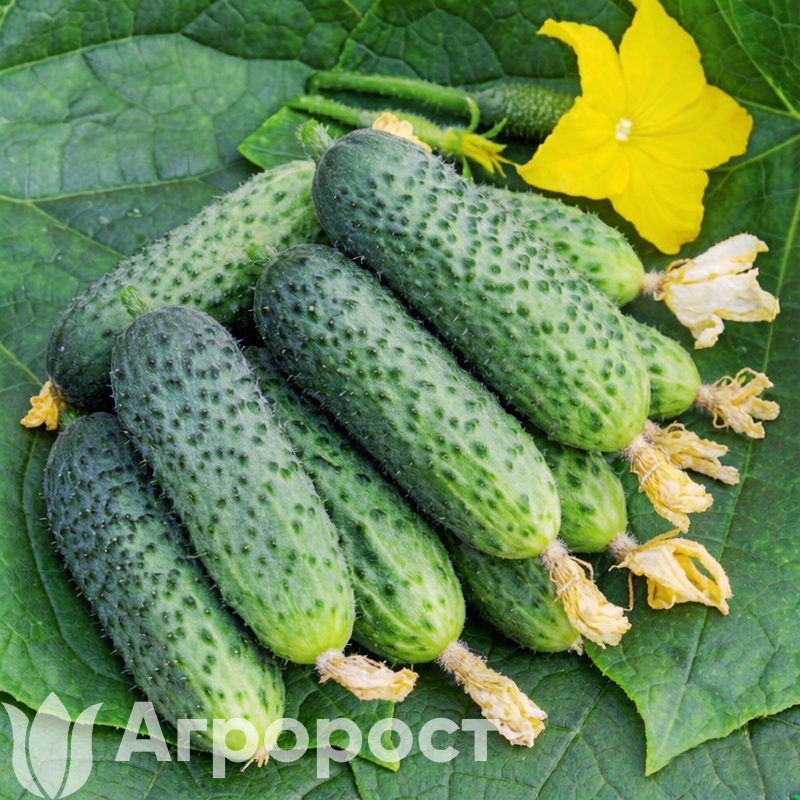 Огурец Партос