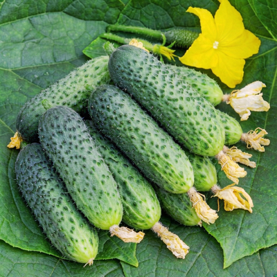 Огурец Партос