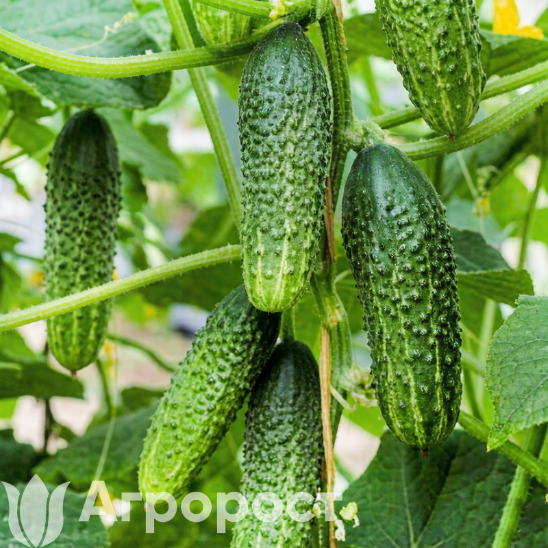 Огурец Олеся