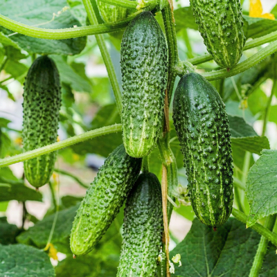 Огурец Олеся