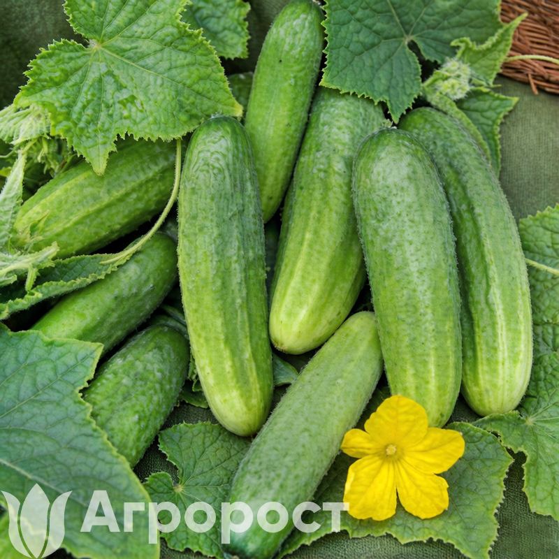 Огурец Драгун