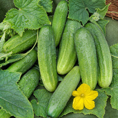 Огурец Драгун